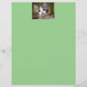 緑色の目をした可愛い子猫 (正面)