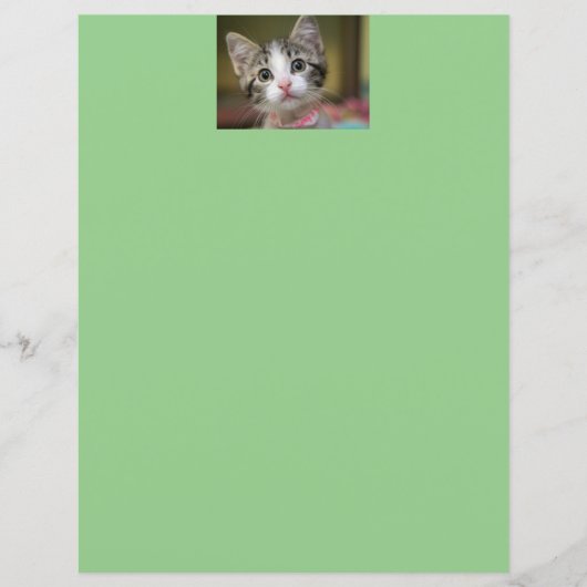 緑色の目をした可愛い子猫 (正面)