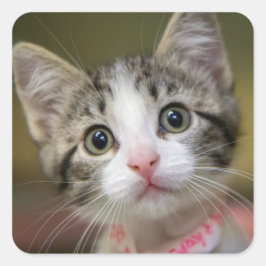緑色の目をした可愛い子猫 スクエアシール