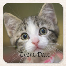 緑色の目をした可愛い子猫