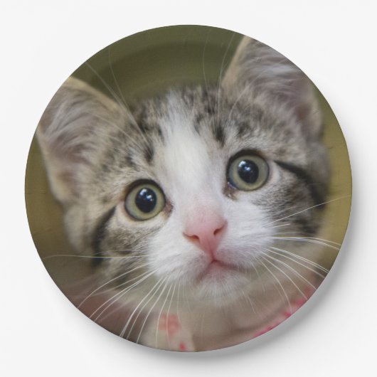 緑色の目をした可愛い子猫 ペーパープレート (正面)