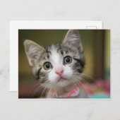 緑色の目をした可愛い子猫 ポストカード (正面/裏面)