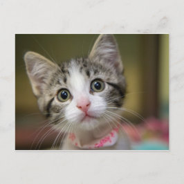 緑色の目をした可愛い子猫 ポストカード