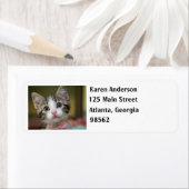 緑色の目をした可愛い子猫 ラベル (インサイチュ)