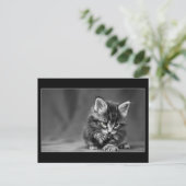 緑色の目をした子猫 ポストカード (スタンド正面)