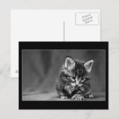 緑色の目をした子猫 ポストカード (正面/裏面)