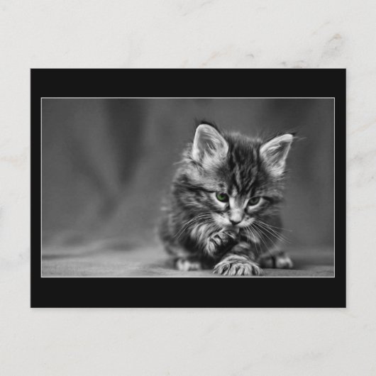 緑色の目をした子猫 ポストカード (正面)