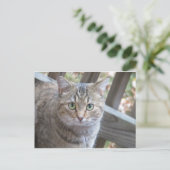 緑色の目をした猫 ポストカード (スタンド正面)