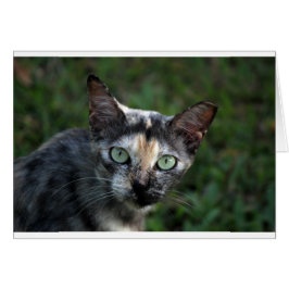 緑色の目を持つ灰色の茶色の白い猫