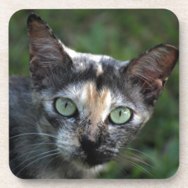 緑色の目を持つ灰色の茶色の白い猫 コースター