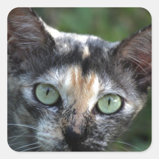 緑色の目を持つ灰色の茶色の白い猫 スクエアシール (正面)