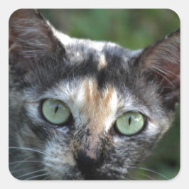 緑色の目を持つ灰色の茶色の白い猫 スクエアシール