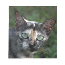 緑色の目を持つ灰色の茶色の白い猫