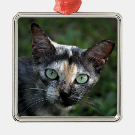 緑色の目を持つ灰色の茶色の白い猫 メタルオーナメント (正面)