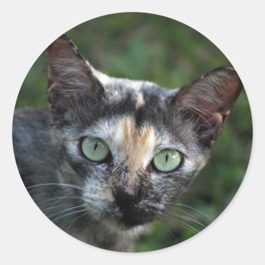 緑色の目を持つ灰色の茶色の白い猫 ラウンドシール (正面)