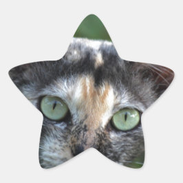 緑色の目を持つ灰色の茶色の白い猫 星シール