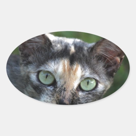 緑色の目を持つ灰色の茶色の白い猫 楕円形シール (正面)
