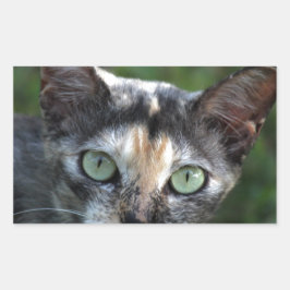 緑色の目を持つ灰色の茶色の白い猫 長方形シール
