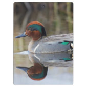 緑色の翼のティール（緑がかった色） クリップボード (裏面)