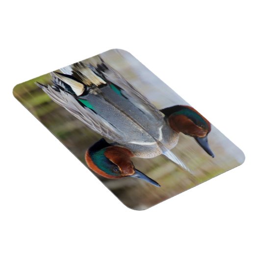 緑色の翼のティール(緑がかった色) マグネット (右側)