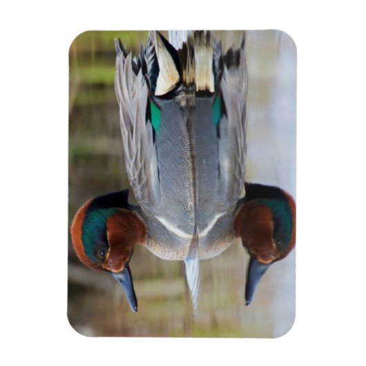 緑色の翼のティール(緑がかった色) マグネット (縦)