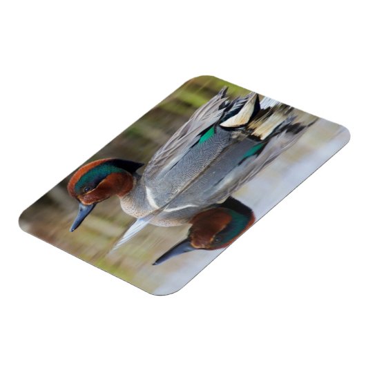 緑色の翼のティール(緑がかった色) マグネット (左側)