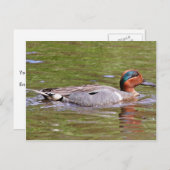 緑色の翼を持つティール(緑がかった色)オス ポストカード (正面/裏面)