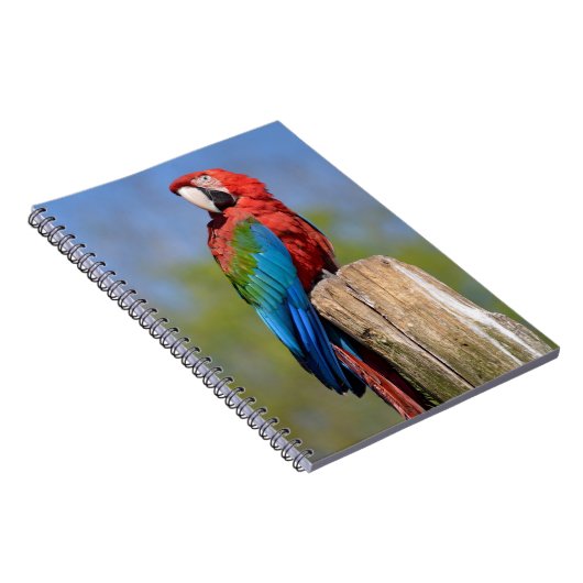 緑色の翼を持つマカオが止まっている ノートブック (右側)