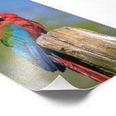 緑色の翼を持つマカオが止まっている フォトプリント            (角)