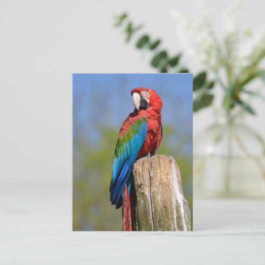 緑色の翼を持つマカオが止まっている ポストカード (スタンド正面)