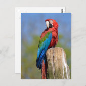 緑色の翼を持つマカオが止まっている ポストカード (正面/裏面)