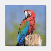 緑色の翼を持つマカオが止まっている マグネット (正面)