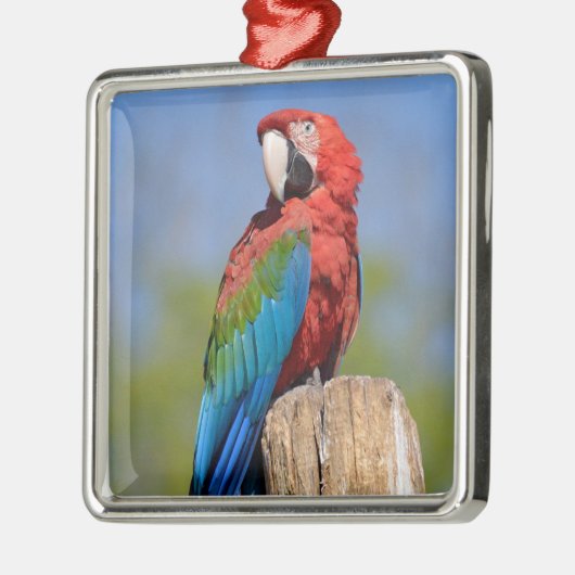 緑色の翼を持つマカオが止まっている メタルオーナメント (左)