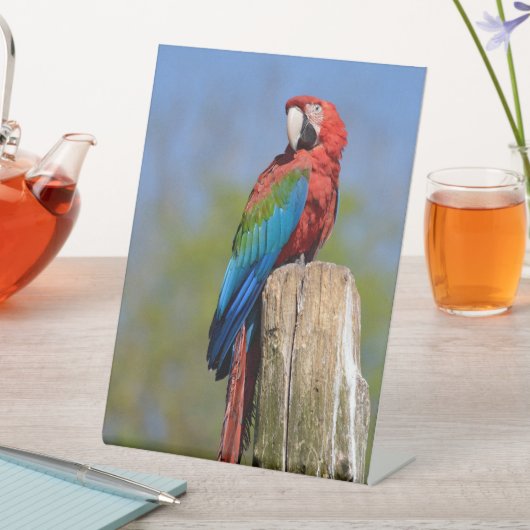 緑色の翼を持つマカオが止まっている 台座サイン (インサイチュ)