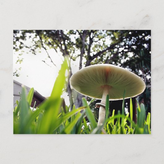 緑色の胞子を持つレピオタのポストカード ポストカード (正面)