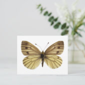 緑色の葉を持つ白い蝶から分離された ポストカード (スタンド正面)