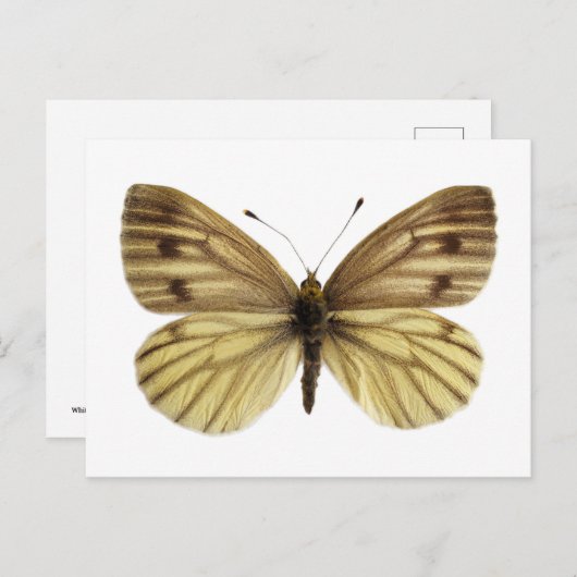 緑色の葉を持つ白い蝶から分離された ポストカード (正面/裏面)