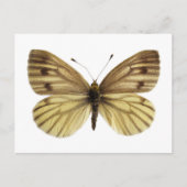 緑色の葉を持つ白い蝶から分離された ポストカード (正面)