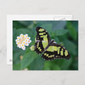 緑色の蝶 ポストカード (正面/裏面)