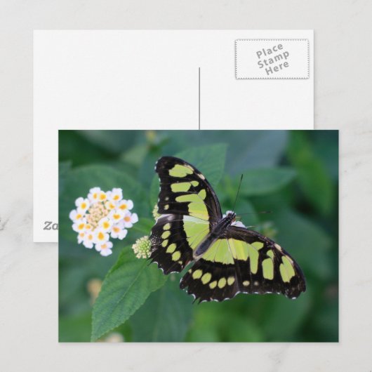 緑色の蝶 ポストカード (正面/裏面)