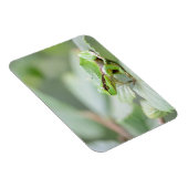 緑色の長方形マグネットのヨーロッパのツリーカエル マグネット (右側)