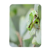 緑色の長方形マグネットのヨーロッパのツリーカエル マグネット (縦)