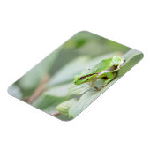 緑色の長方形マグネットのヨーロッパのツリーカエル マグネット (左側)