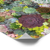 緑色多肉株 ポスター (角)