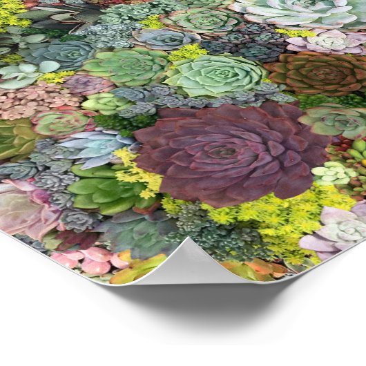 緑色多肉株 ポスター (角)