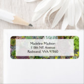 緑色多肉株 ラベル (インサイチュ)