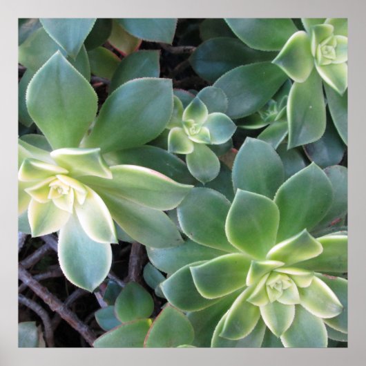 緑色植物ポスター ポスター (正面)