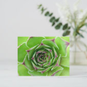 緑色植物 ポストカード (スタンド正面)