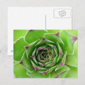 緑色植物 ポストカード (正面/裏面)