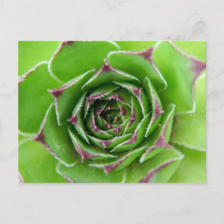 緑色植物 ポストカード